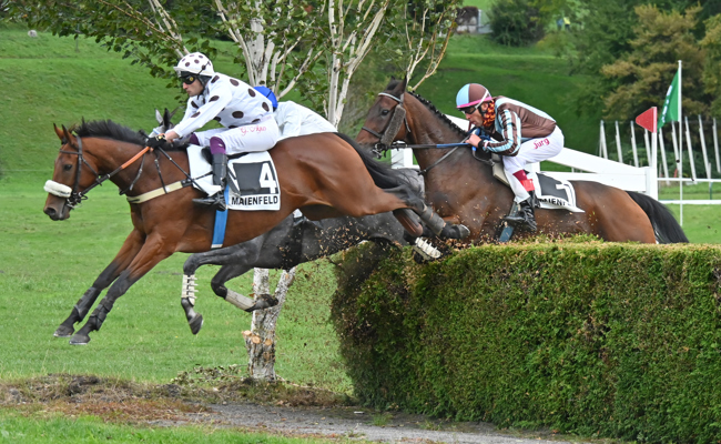 Italienischer Pferdeflüsterer: Mann des Tages war Gabriele Agus