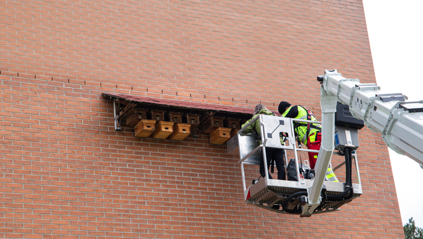 Die in grosser Höhe befestigten Kästen konnten dank der Unterstützung der Feuerwehr Buchs erreicht werden.