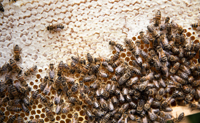 Dank idealem Frühling: Bienen sammelten in diesem Jahr wieder mehr Honig