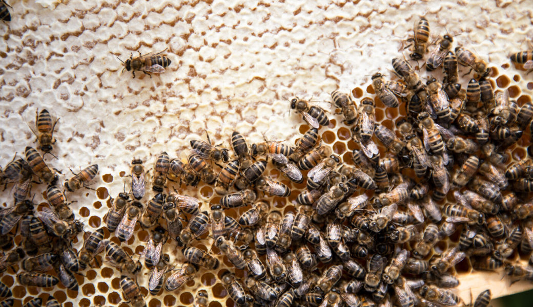  Im vergangenen Frühling war das Wetter ideal für die Honigbienen. 