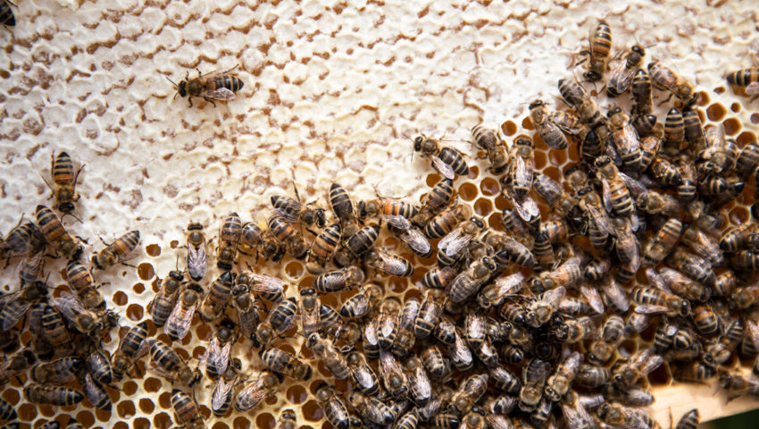  Im vergangenen Frühling war das Wetter ideal für die Honigbienen. 