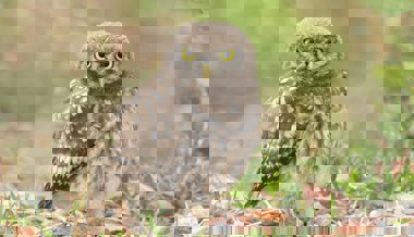 Der Steinkauz jagt wieder Mäuse und der Bartgeier erobert neue Kantone