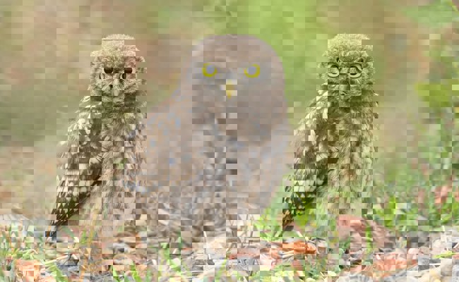 Der Steinkauz jagt wieder Mäuse und der Bartgeier erobert neue Kantone