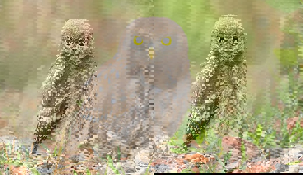 Der Steinkauz jagt wieder Mäuse und der Bartgeier erobert neue Kantone