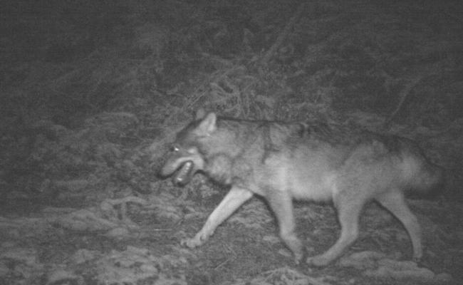 Der Wolf geht um: Hirschkalb gerissen
