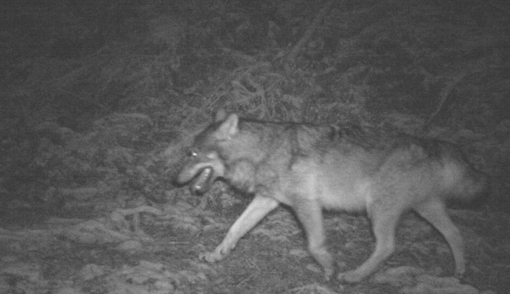 Am 2. Januar ist im Saminatal bereits ein Wolf von einer Wildtierkamera erfasst worden.