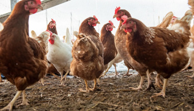 Vergessene Hühner verenden qualvoll – Stall im Toggenburg blieb wochenlang unkontrolliert