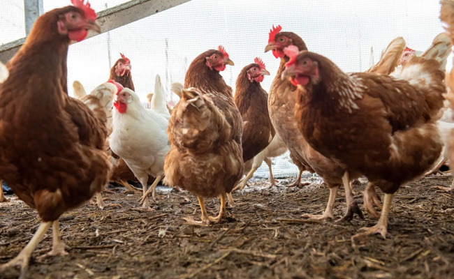 Vergessene Hühner verenden qualvoll – Stall im Toggenburg blieb wochenlang unkontrolliert