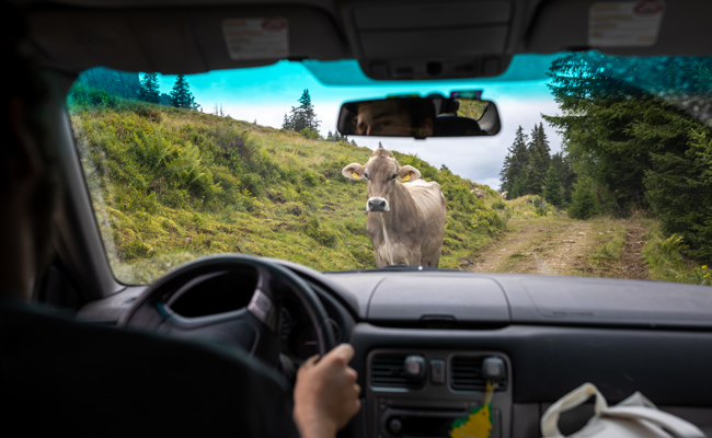 «Geflohenes» Alppersonal wehrt sich gegen Kritik