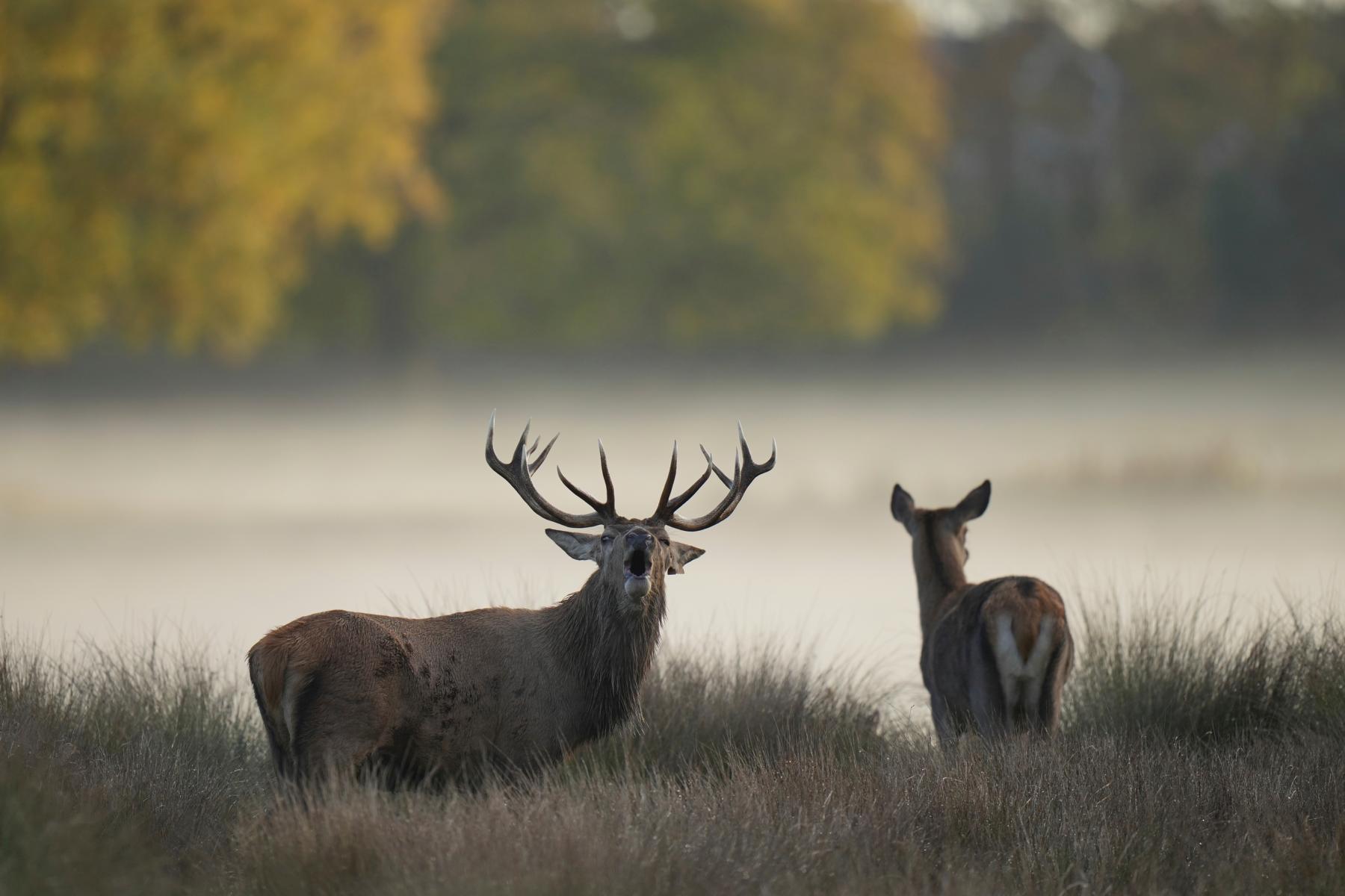 Passen sich Hirsche den Menschen an? Jäger erleben Verhaltensveränderung