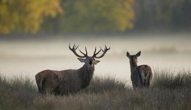 Passen sich Hirsche den Menschen an? Jäger erleben Verhaltensveränderung