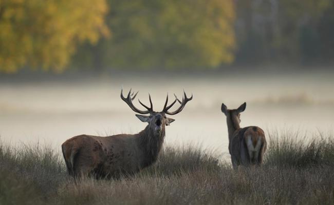 Passen sich Hirsche den Menschen an? Jäger erleben Verhaltensveränderung