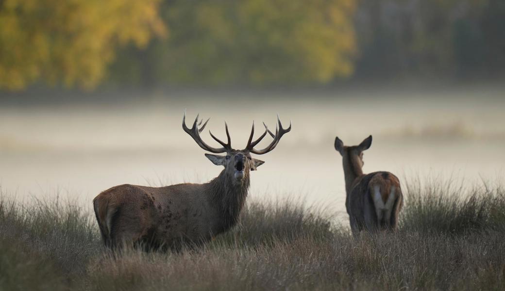 Passen sich Hirsche den Menschen an? Jäger erleben Verhaltensveränderung
