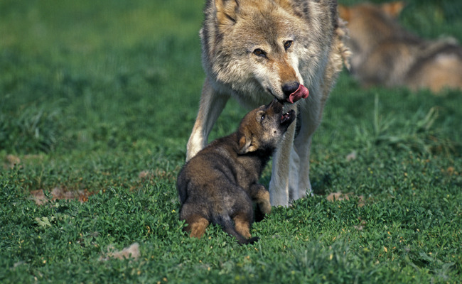 Welpen am Gamserrugg: Erstes Wolfsrudel im Werdenberg