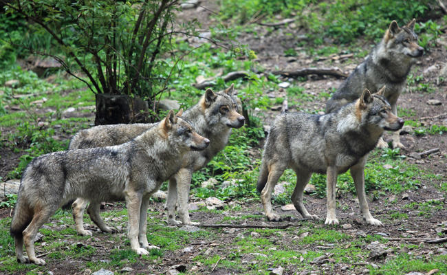 Trotz Freigabe bislang keine Calfeisen-Wölfe geschossen