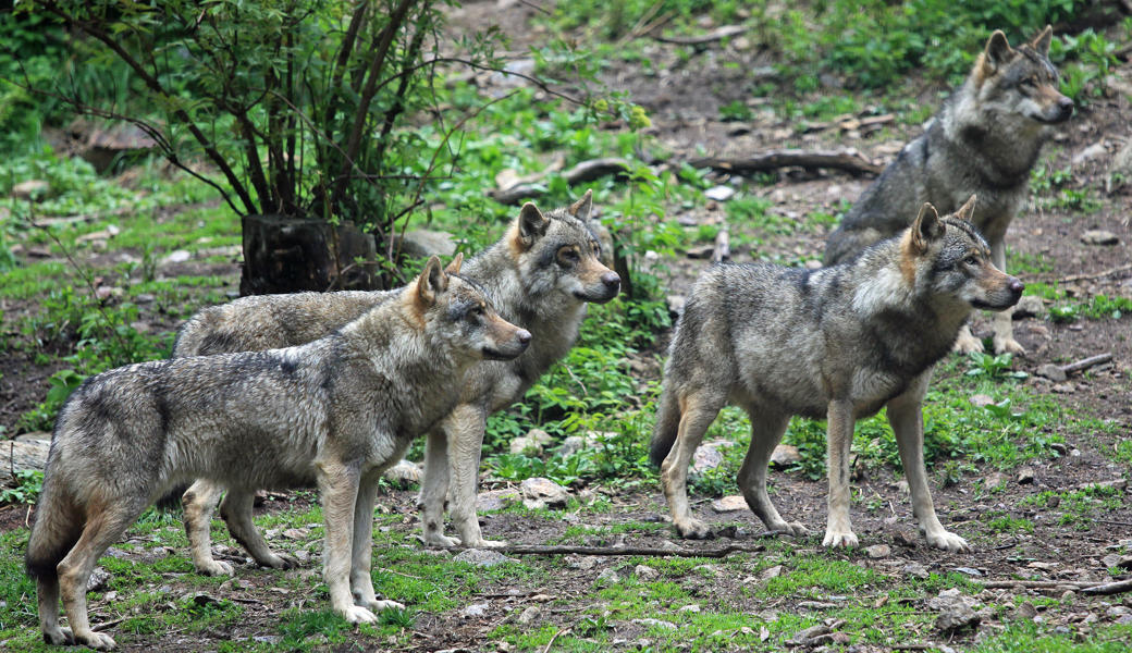 Das Rudel im Calfeisental erfüllt die Abschussvorgaben. Dennoch wurde noch kein Jungwolf erlegt.