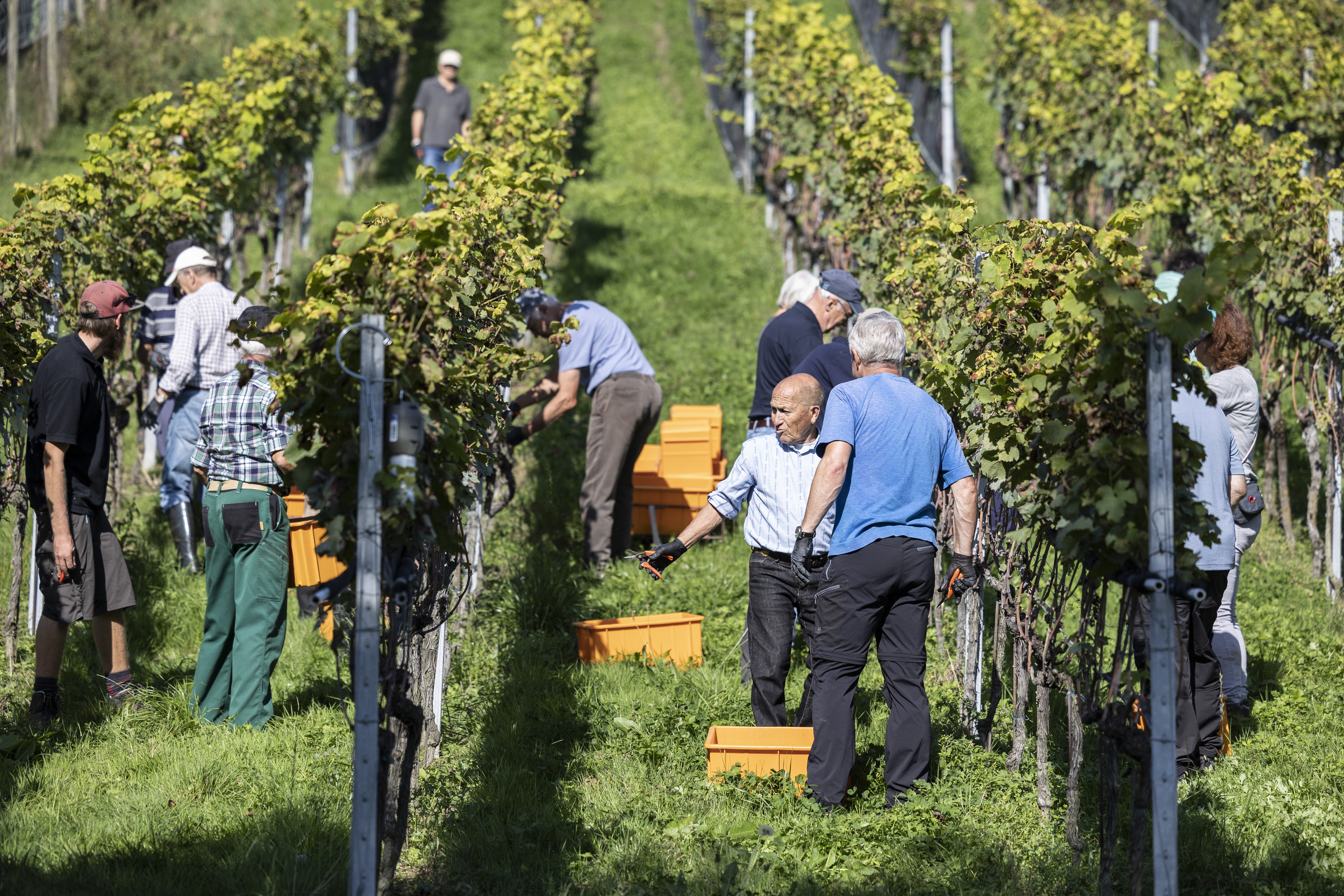 Zuversichtliche Winzer nach Auf und Ab