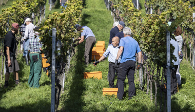 Zuversichtliche Winzer nach Auf und Ab