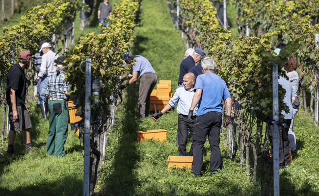 Zuversichtliche Winzer nach Auf und Ab