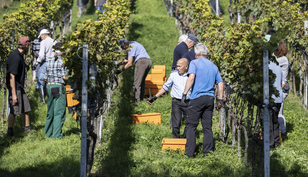 Zum Abschluss eines turbulenten Weinbaujahrs: Es wird wieder «gewimmelt». 