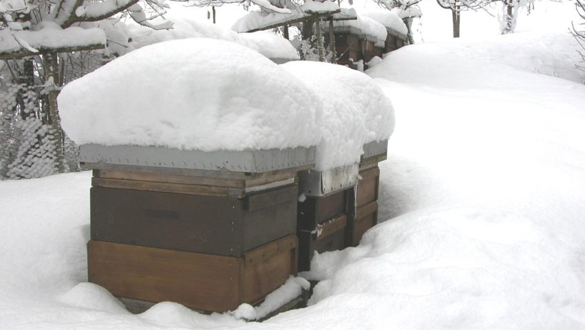  Bienenvölker in Winterruhe, mit genug Futter ertragen sie Schnee und Kälte problemlos. 