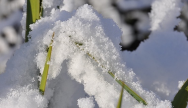 Gartentipp: Wintereinbruch im März