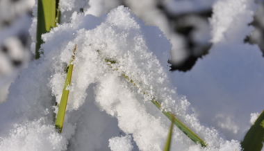 Gartentipp: Wintereinbruch im März