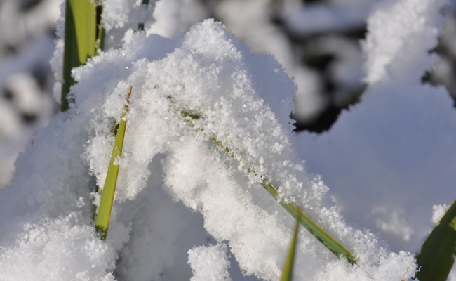Gartentipp: Wintereinbruch im März