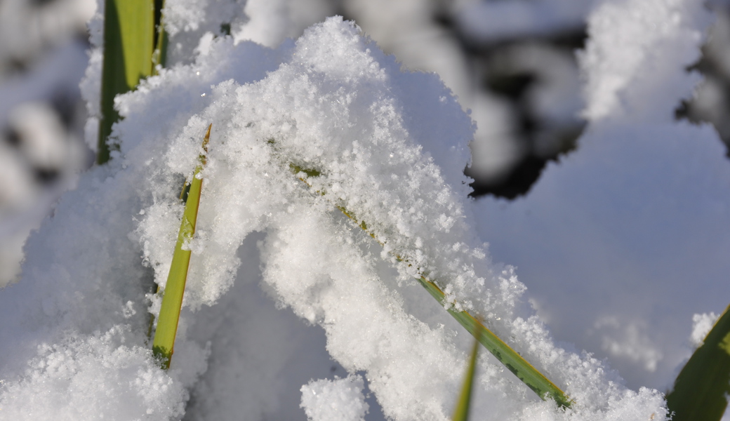 Gartentipp: Wintereinbruch im März