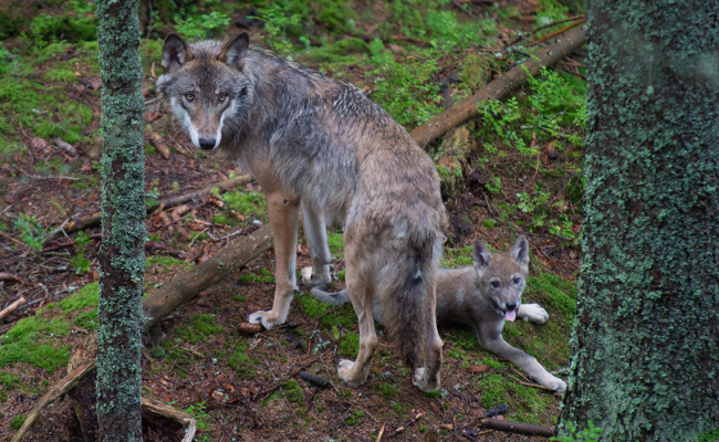 Zwei Jungwölfe aus dem Schilt-Rudel erlegt