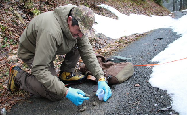 Wolf aus Gamserrugg-Rudel in Liechtenstein entdeckt