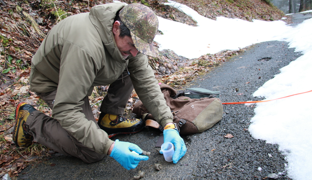 Wolf aus Gamserrugg-Rudel in Liechtenstein entdeckt
