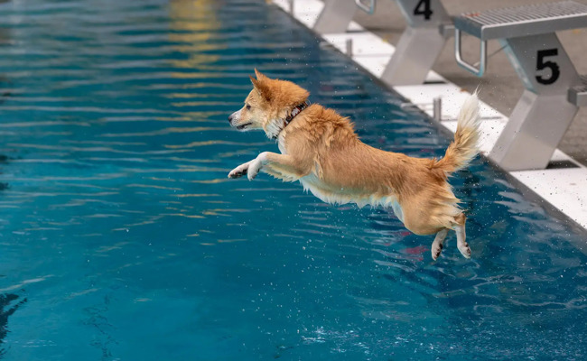 Planschen für Vierbeiner: Hundeschwimmen in der Badi Mühleholz
