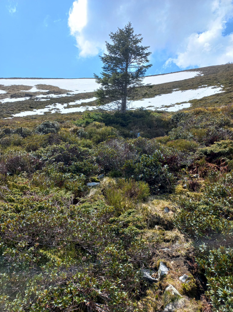 Der Schneefleck auf Arin ist weg