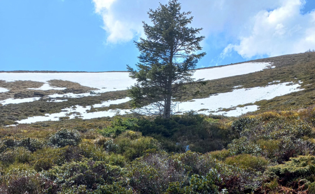 Der Schneefleck auf Arin ist weg