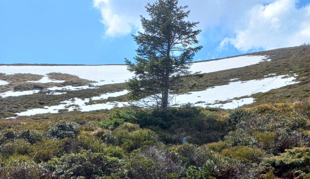 Der bereits zweigeteilte Ariner Schneefleck mit bemerkenswerter Flora im Vordergrund. 