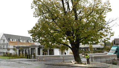 Die uralte Linde zwischen Kirche und «Traube» wurde gefällt