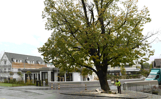 Die uralte Linde zwischen Kirche und «Traube» wurde gefällt