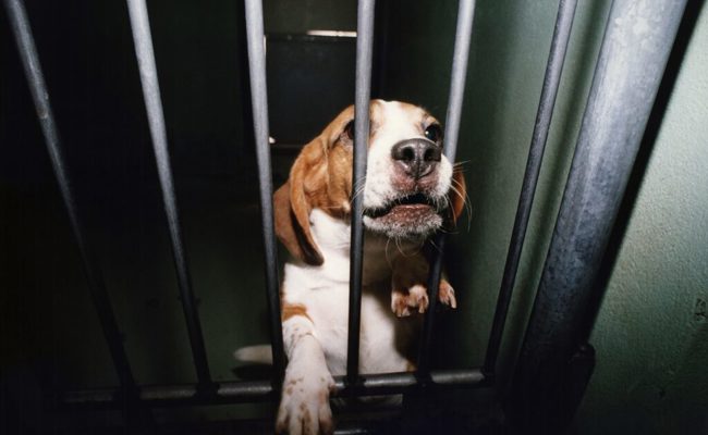 Tierschutzanliegen haben es erfahrungsgemäss schwer in der W&O-Region