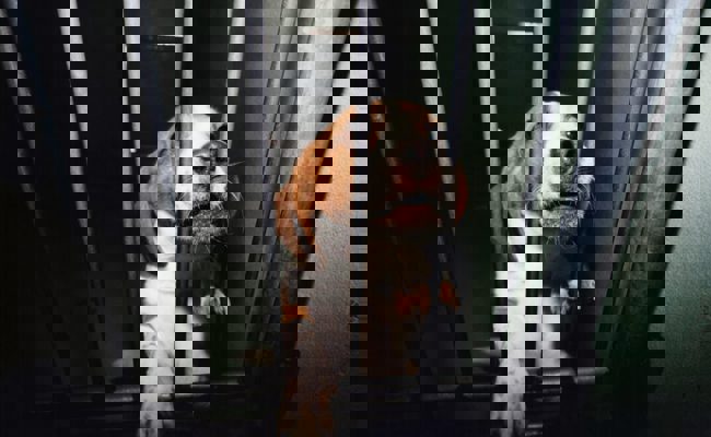 Tierschutzanliegen haben es erfahrungsgemäss schwer in der W&O-Region