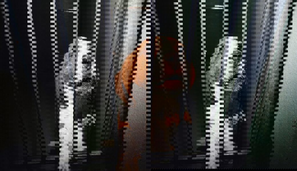  Tierschutzanliegen haben es in der W&amp;O-Region schwer. 