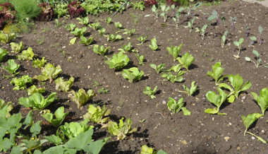 Gartentipp: Pflanzzeit im Gemüsebeet