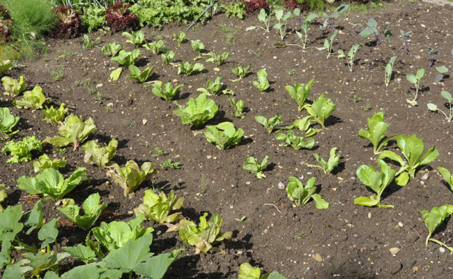Gartentipp: Pflanzzeit im Gemüsebeet
