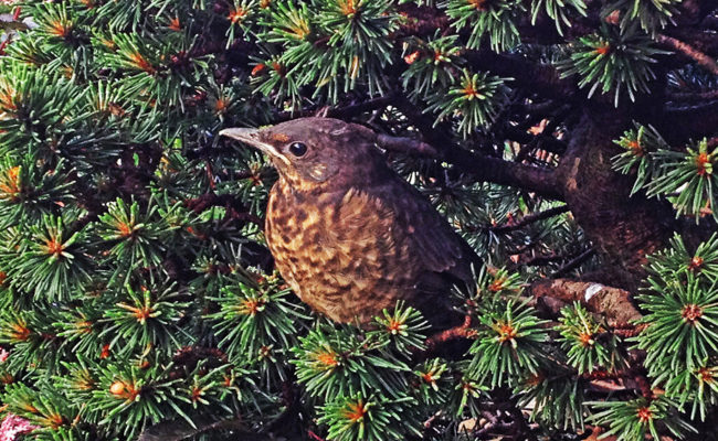 Gartentipp: Was ist zu tun, wenn man verlassene Jungvögel auffindet?