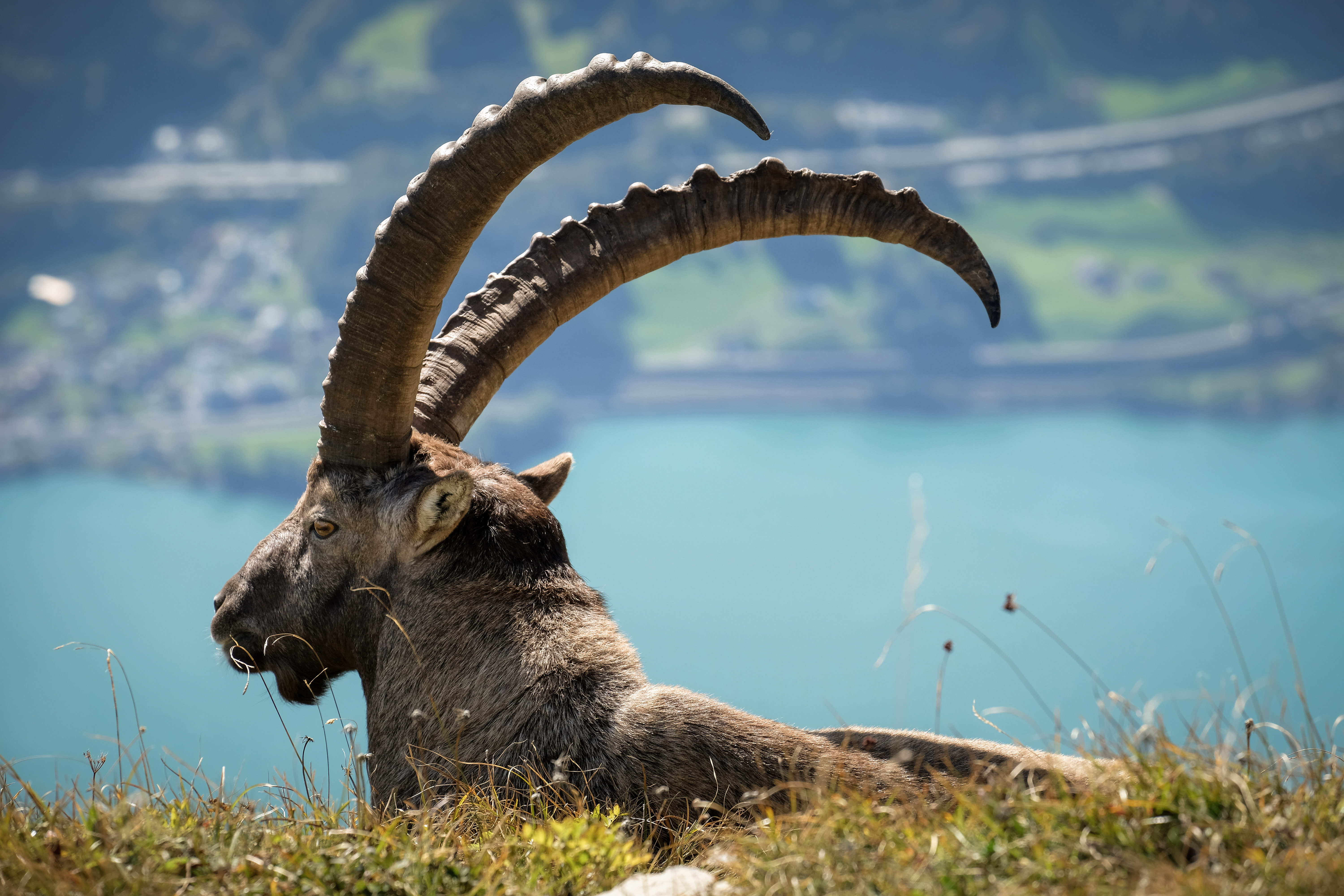 Könige der Alpen in Posierlaune