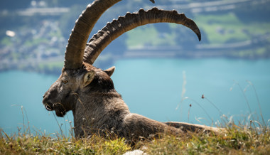 Könige der Alpen in Posierlaune