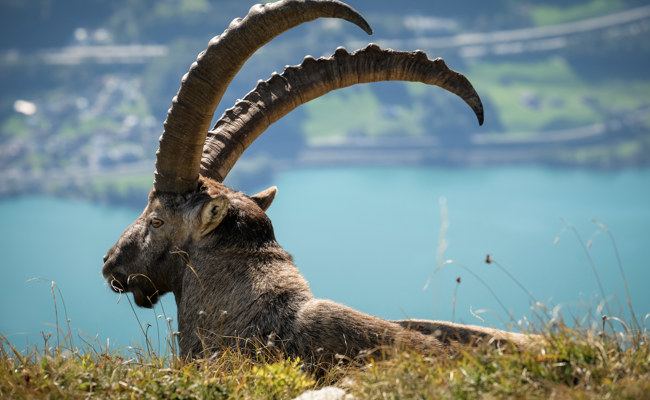 Könige der Alpen in Posierlaune