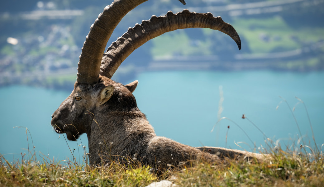 Ein wunderbares Plätzchen an der Sonne hat dieser Steinbock ausgesucht. Der Ausblick ist nicht zu verachten.