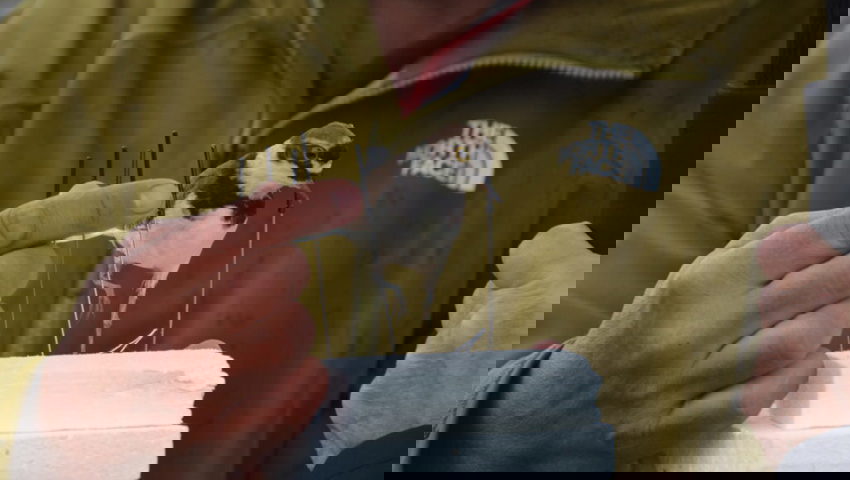  Eine bedrohte Vogelart: Der Flussregenpfeifer brütet auf den Kiesbänken des Rheins.