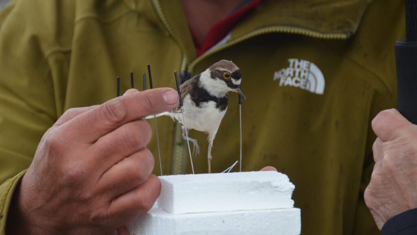 Eine bedrohte Vogelart: Der Flussregenpfeifer brütet auf den Kiesbänken des Rheins. Eine bedrohte Vogelart: Der Flussregenpfeifer brütet auf den Kiesbänken des Rheins.